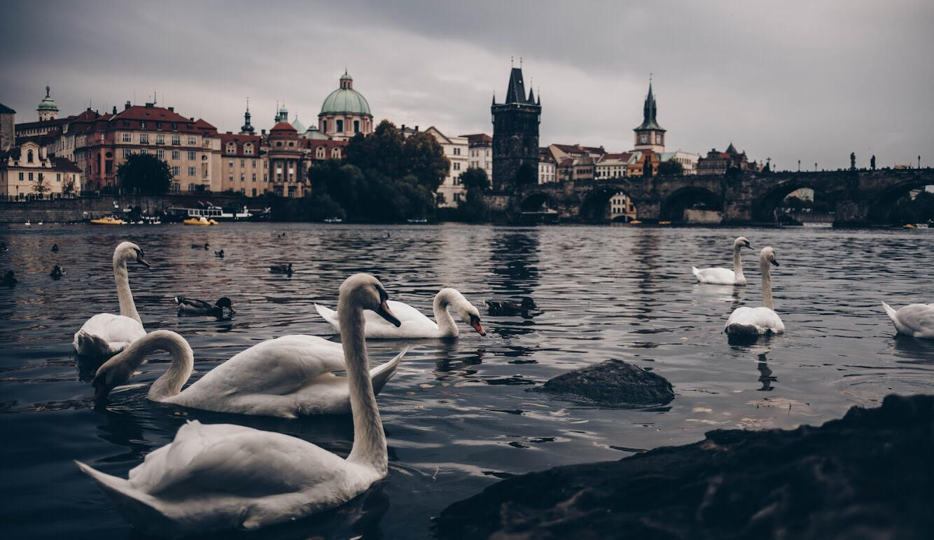 Swans of Praha